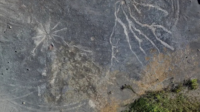 পৃথিবীর প্রাচীনতম জীবাশ্ম বনের সন্ধান মিলেছে ইংল্যান্ডে